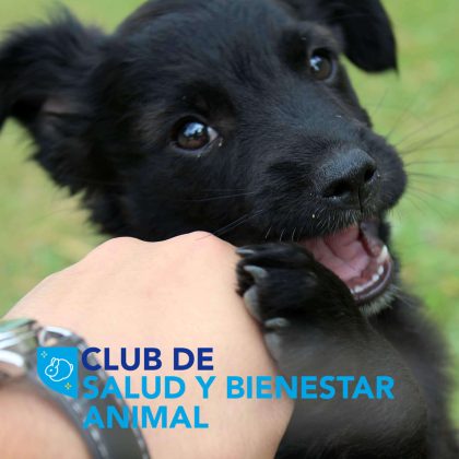 Salud y bienestar animal